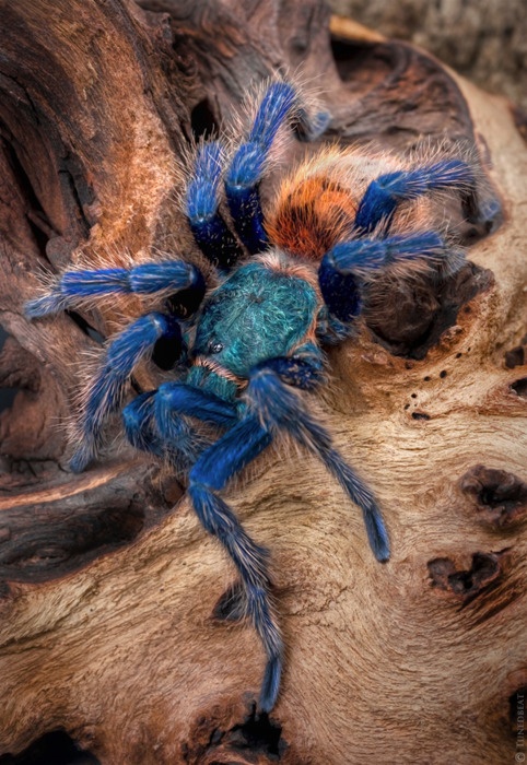 Photo:  green bottle blue tarantula